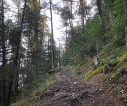 Chemin de montée dans la forêt
