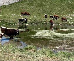Lac aux vaches